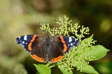 Vanessa atalanta