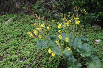 沖縄で人気の観光スポットである海洋博公園内で植物を撮影。