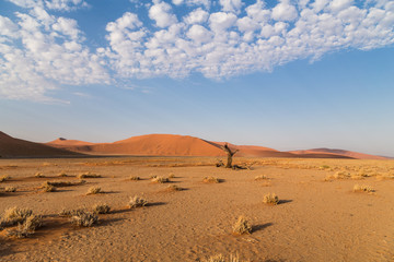 Old dead tree in front of sand dunes