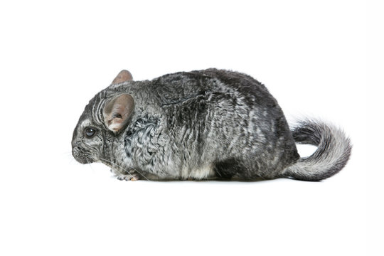 Cute chinchilla isolated over white background