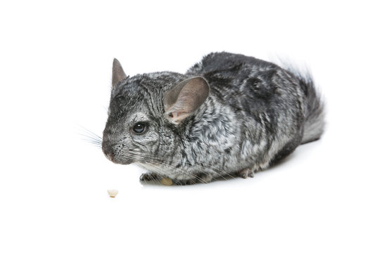 Cute chinchilla isolated over white background