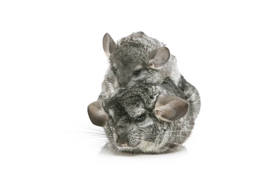 Two chinchillas isolated over white background