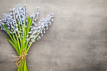 Bouquet of blue muscari on rustic gray background.