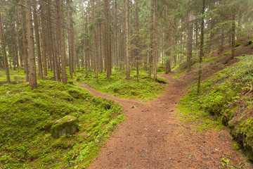 walking into the forest long a path in a cloudy day. No people around