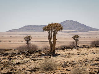 Isolated Quiver tree, Aloe Dichotoma