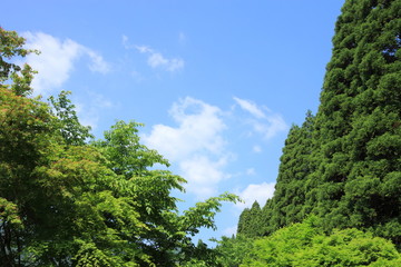 新緑と青空