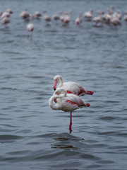 Two flamingos taking a break