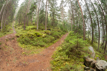 A single alpine path splits in two different directions. It's an autumnal cloudy day