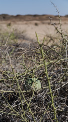 !Nara fruit between thorns