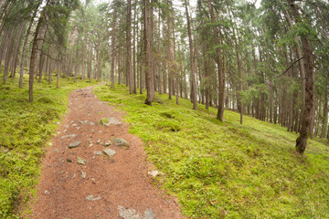 Fototapeta premium walking into the forest long a path in a cloudy day. No people around