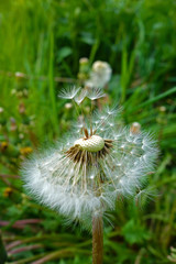 flowering dandelion, dandelion seed
