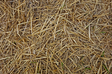 free straw as a background