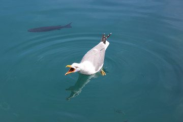 Seagull Screaming with Beak Wide Open
