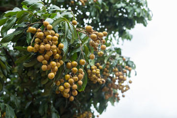 longan tropical fruit on tree