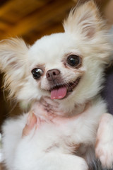 chihuahua small dog happy smile, pet wounded on neck