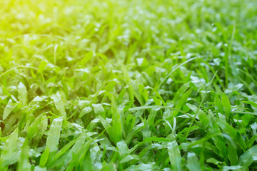 green grass turf garden in morning