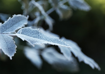 Frozen autumn leaves on blue blurred background