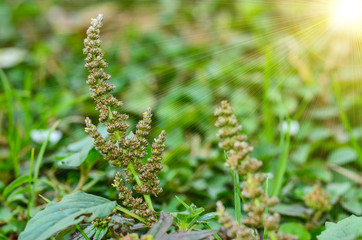 Amaranth seeds