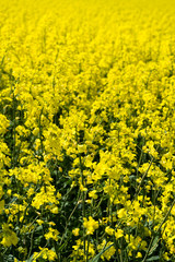 Rapsfeld in voller gelben Blüte