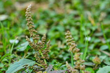 Amaranth seeds