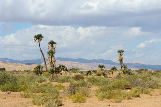 Doum palm (Hyphaene Thebaica) trees and typical low desert vegetation in the Arava desert north of Eilat, Israel, on a partly cloudy day.