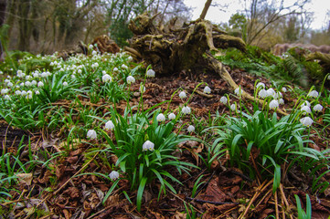 Märzenbecher im Wald