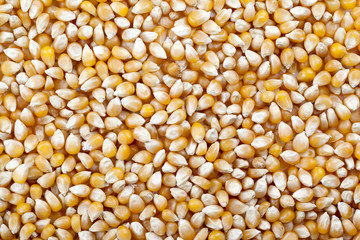 dried corns in abundance