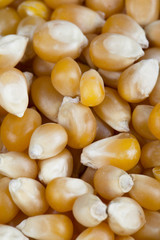 kernel corn