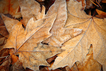 Naklejka premium Autumnal frost-kissed maple leaves on forest floor, seasonal change and winter transition background, the cold weather signifies the seasonal transition from fall to winter