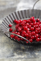 Lingonberry