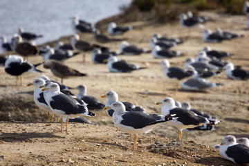 gaivotas à beira mar