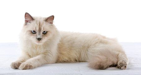 Obraz premium Siamese cat isolated on white