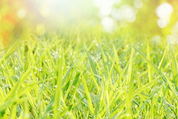 defocused green grass nature bokeh spring or summer background