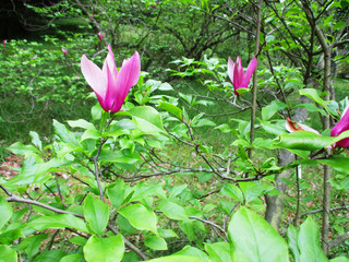 森に咲く紅モクレン