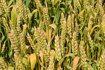 Wheat - close up