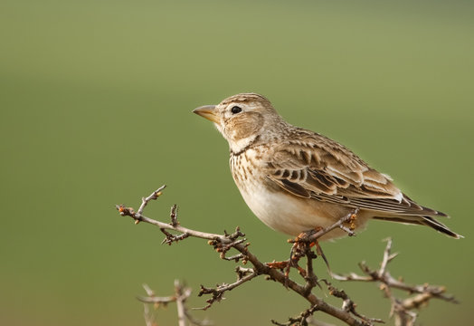 Calandra lark, Melanocorypha calandra on branch, with green background