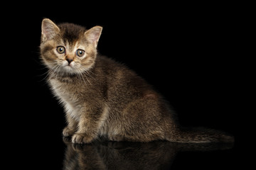 Scottish Straight Kitten Sitting, Curious Looking in Camera Isolated Black