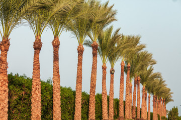Fototapeta premium Palm trees at tropical coast in the blue sunny sky