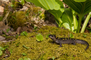 Spotted Salamander