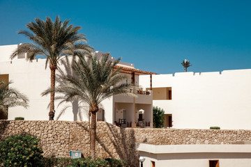 Fototapeta premium Palm trees at tropical coast in the blue sunny sky