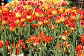 Verschiedene Tulpen