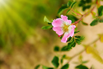 Pink flower of rose-hip.