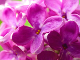 Lilac flowers close up background
