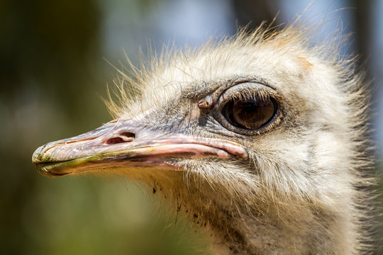 The head of an ostrich, close-up