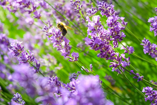 Lavender field and a bee