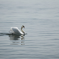 schwan 01