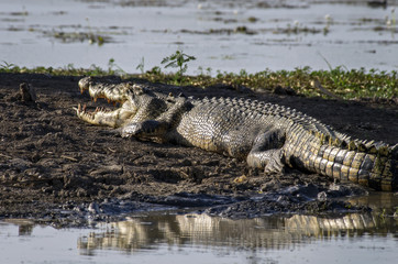 Leistenkrokodil am Ufer in der Sonne