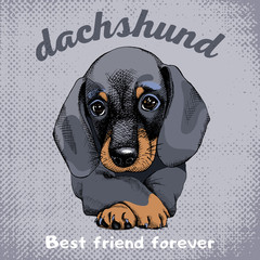 The poster with the portrait of the dog Dachshund. Vector illustration.