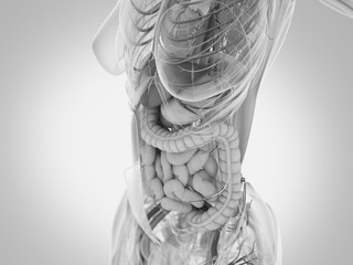 Female human anatomy, torso showing intestines. 3D Illustration.