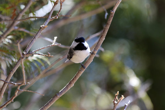 M&eacute;sange &agrave; t&ecirc;te noire